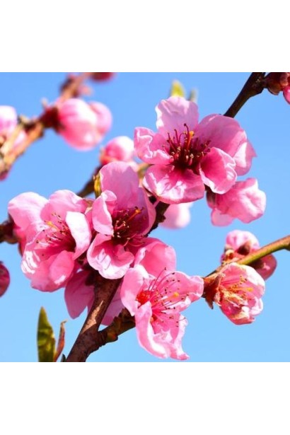 Квітуче дерево нектарину Лола навесні — рожево-білі квіти перед плодоношенням.